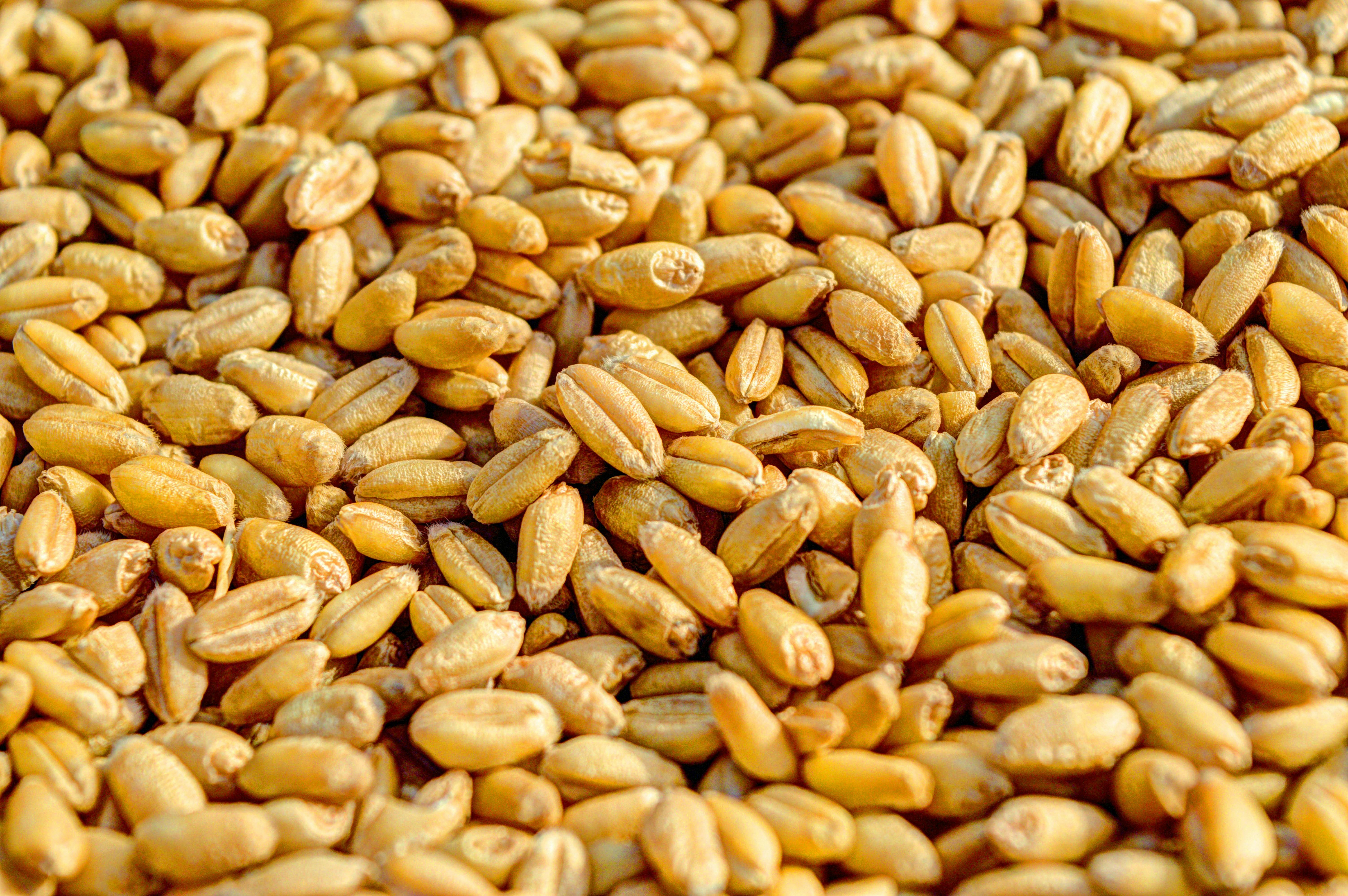 Organic Wheat and Grains