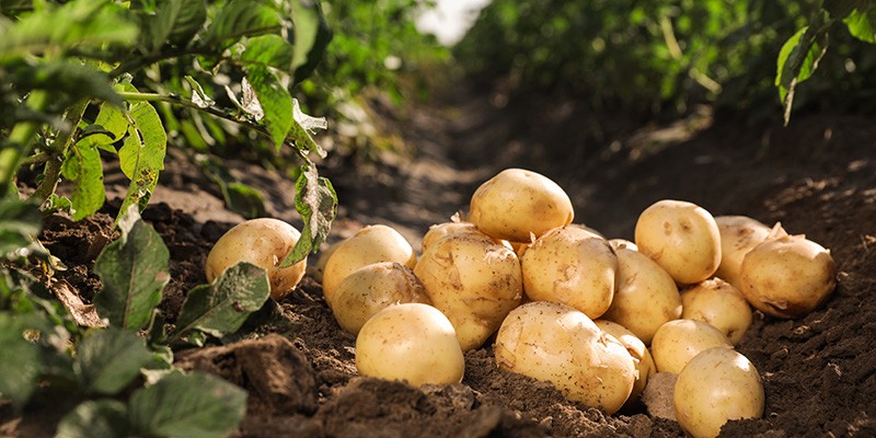 Farm Fresh Potatoes